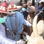 Gov Yahaya Vaccinating Cattles