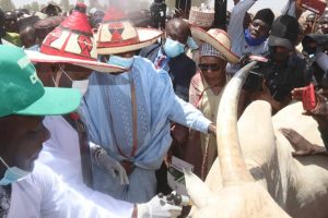 Gov Yahaya Vaccinating Cattles